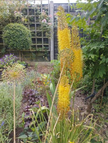 a garden with yellow flowers and other plants at Offa Hideaway in Leamington Spa
