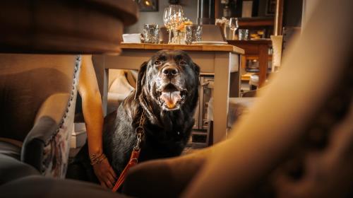 a large black dog chained to a table with its mouth open at The Fuzzy Duck in Newbold on Stour