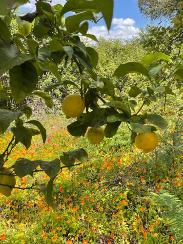 un naranjo en un campo de flores en Três Figos, en São Luis
