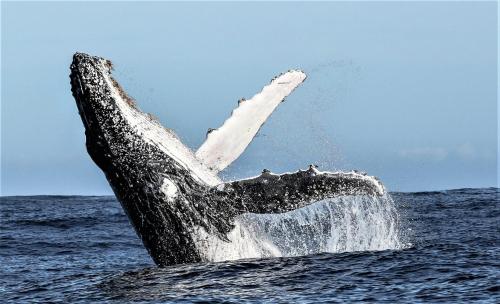 a humpback whale jumping out of the water at Birkenhead House in Hermanus