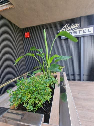 Gambar di galeri bagi Aloha Surf Hostel di Somo