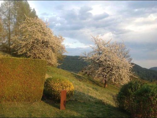 two trees on a grassy hill with a fence at Charmantes Landhaus mit Garten und traumhaftem Fernblick in Thal