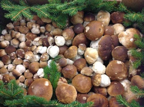 a display of different types of mushrooms in a christmas tree at Charmantes Landhaus mit Garten und traumhaftem Fernblick in Thal