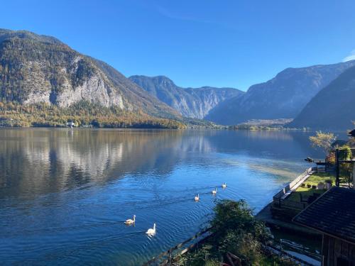 a group of swans on a lake with mountains at Privatzimmer am See in Hallstatt