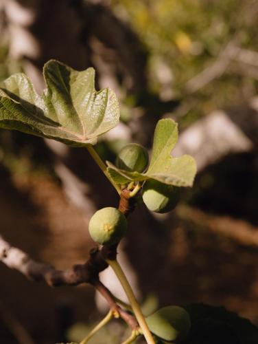 a branch of a tree with green leaves on it at Três Figos in São Luis