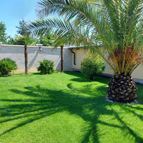 a palm tree in the middle of a yard at Dr Becsey Luxury Apartman in Békéscsaba