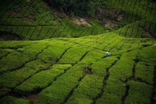 a person working in a field of green crops at Hanna Homestay Apartment for Muslim in Tanah Rata