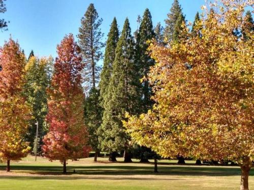 a group of trees with autumn leaves on them at Fairway Apartments Unit 1 in Twain Harte