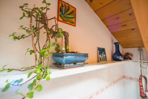 una pianta seduta su uno scaffale in una stanza di A Casa di Lidia 15 min dal Lago di Garda e Verona Centro Vicinissima Terme Acquardens a Fumane