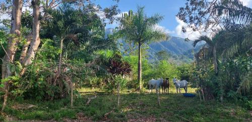two white horses standing in a forest with palm trees at Las Brisas del Sur in Ojochal