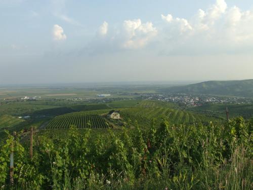 a vineyard on a hill with a house on it at Casa Colinelor in Urlaţi