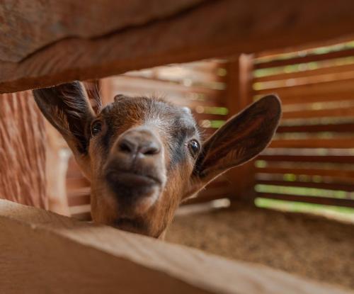 a baby goat is looking through a fence at Granja del Cafe Hotel y Centro de convenciones in Venecia