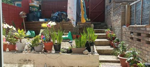 a bunch of potted plants sitting on the stairs at Rockrose Stay in Cardiff