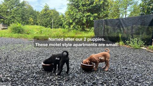Pao and Pui في كينير: كلبان يقفان بجانب بعضهما على الأرض