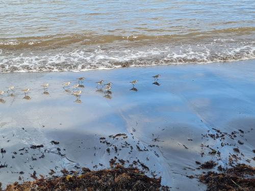 a flock of birds standing on the beach at La kaz nature bien-être in Petit-Bourg