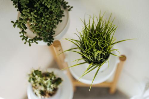 two plants sitting on plates on a table at Earthy Beach House in Kailua-Kona