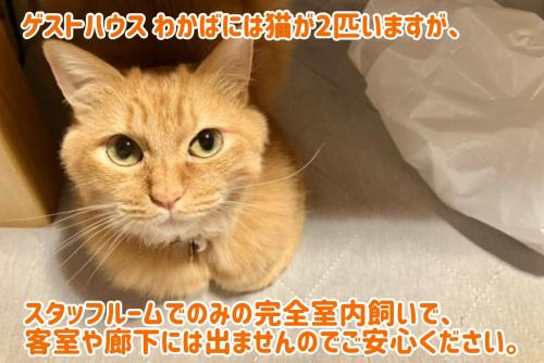 Haiwan peliharaan atau haiwan-haiwan peliharaan yang menginap dengan tetamu di ゲストハウスわかばGuestHouse WAKABA in Iwami