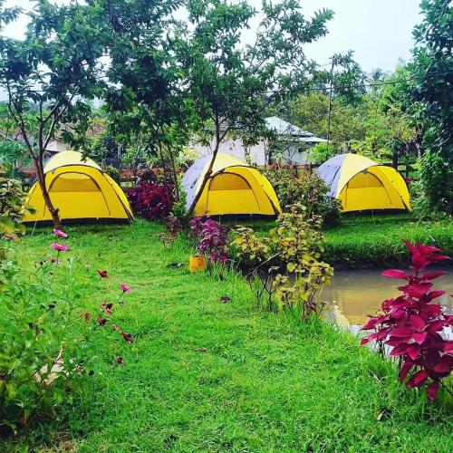 a group of yellow tents in the grass next to a river at Montong Raden camping ground in Midang