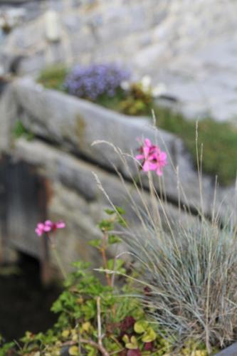 Le Grenier de la Floye - Gîte Coquelicotにある庭