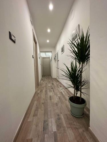 a hallway with a potted plant on the floor at Al Belvedere Affittacamere in Cuneo