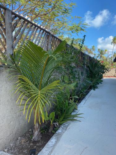 a plant next to a fence next to a sidewalk at BONDENI BEACH HOUSE in Jambiani