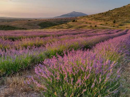a field of lavender with mountains in the background at Las Abadías in San Felices