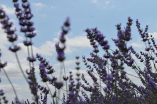a bunch of purple flowers against a blue sky at Las Abadías in San Felices