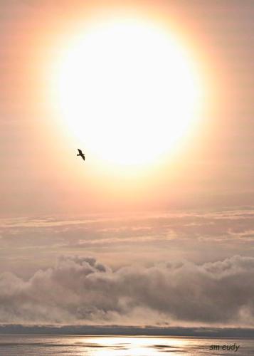 a bird flying in front of the sun over the ocean at Sea Breeze Bed and Breakfast in Cahersiveen