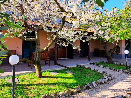 a garden with a tree with white flowers on it at Don Federico Country Inn in Moscufo