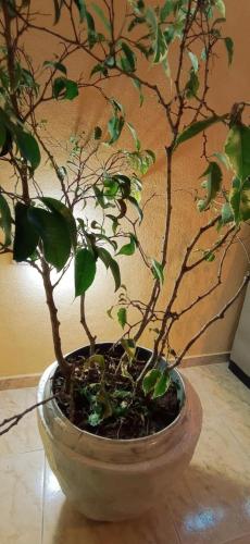a plant in a pot sitting on a table at Recanto das Neves in Miguel Pereira