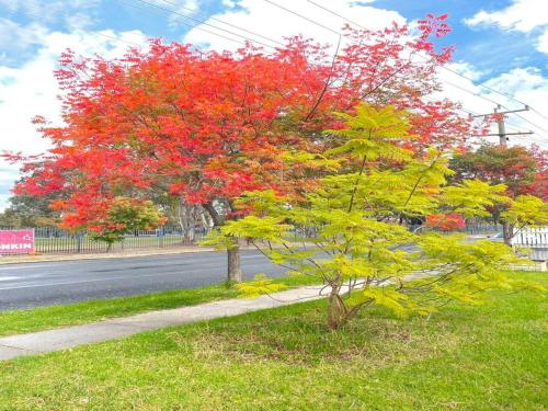 Κήπος έξω από το Pet friendly home in Albury