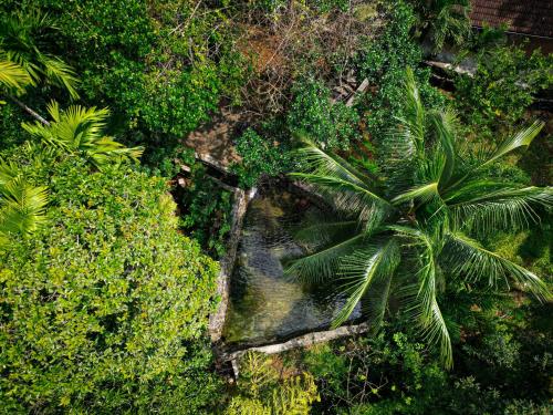 an overhead view of a jungle with a palm tree at Singharaja Garden AGRO ECO Lodge in Pelawatta