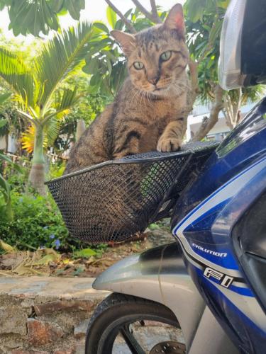 a cat sitting in a basket on a motorcycle at Hello Sichang Bungalow in Ko Si Chang