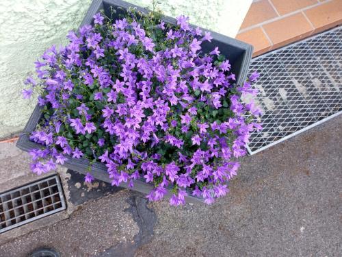 a pot of purple flowers sitting on a grate at Ferienwohnung am Kocher-Jagst Radweg in Neuenstadt am Kocher
