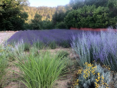 a field of purple flowers in a field at Les Mazets de la Cascade in Salernes