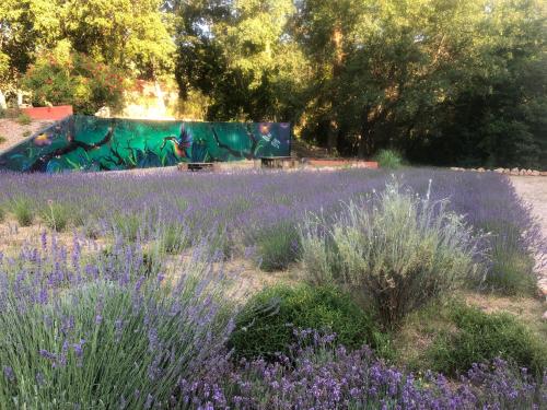 a field of lavender with a skate park in the background at Les Mazets de la Cascade in Salernes