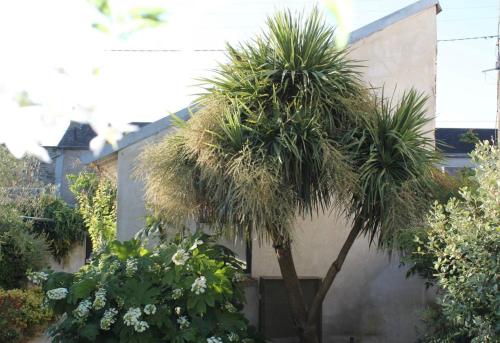 un palmier devant un bâtiment dans l'établissement Duplex confort et jardin charmant, à Nantes