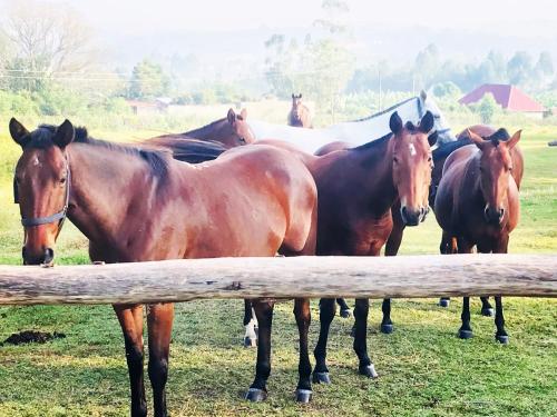 a group of horses standing next to a wooden fence at Rwekishokye Country Club in Mbarara