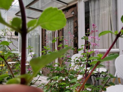 a patio with chairs and plants on a porch at 6號花園別墅酒店 Shenzhen No'6 Garden Villa --French Window with garden view,Close to Sea World &Shekou Ferry Port &K11 Ecoast &Subway Nearby ,Offer Western food and coffee &English speaking with tour services in Shenzhen