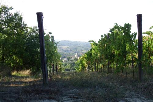 a row of trees on a hill with a view at Casale Fusco in Spoleto