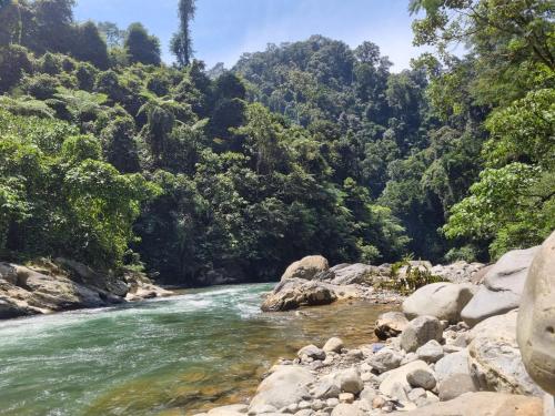 a river in the middle of a forest at Lucky Bamboo'Bungalows-Resto and Orangutan Jungle Trekking Tours in Bukit Lawang