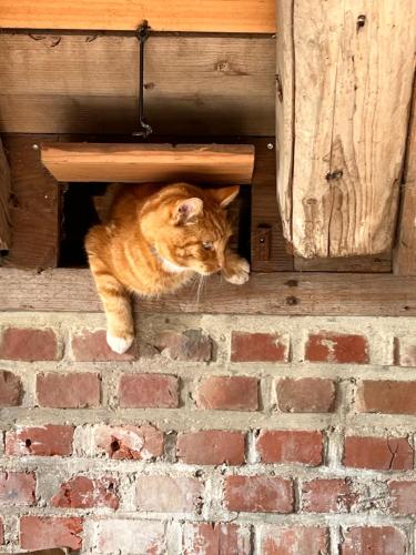 a cat is sitting in a brick wall at B&B Oldenbosch in Holwierde
