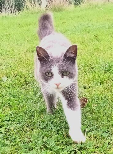a gray and white cat walking in the grass at B&B Oldenbosch in Holwierde