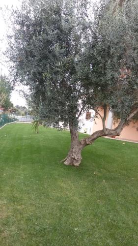 a tree in the middle of a field of grass at Hotel 660 in Bisignano