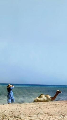 a person standing on a beach with a dead animal at Fully equipped Remote off-grid Solar Wooden Home in Dahab