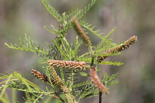 a branch of a pine tree with cones at Finca La Celestita in Colonia Alvear