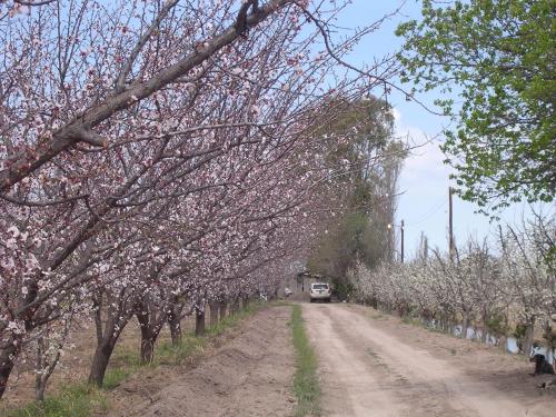 a car driving down a dirt road with flowering trees at Finca La Celestita in Colonia Alvear