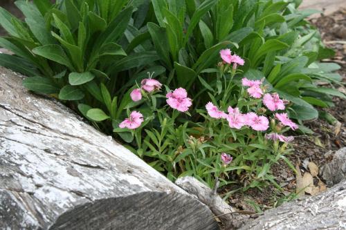 a bunch of pink flowers next to a rock at Finca La Celestita in Colonia Alvear