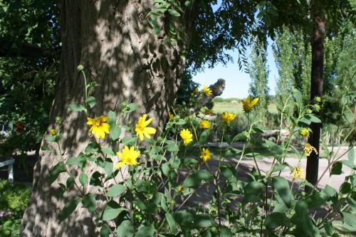 a group of yellow flowers growing next to a tree at Finca La Celestita in Colonia Alvear