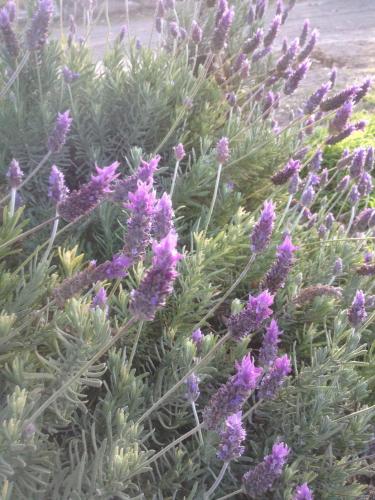 a bunch of purple flowers in a field at Finca La Celestita in Colonia Alvear